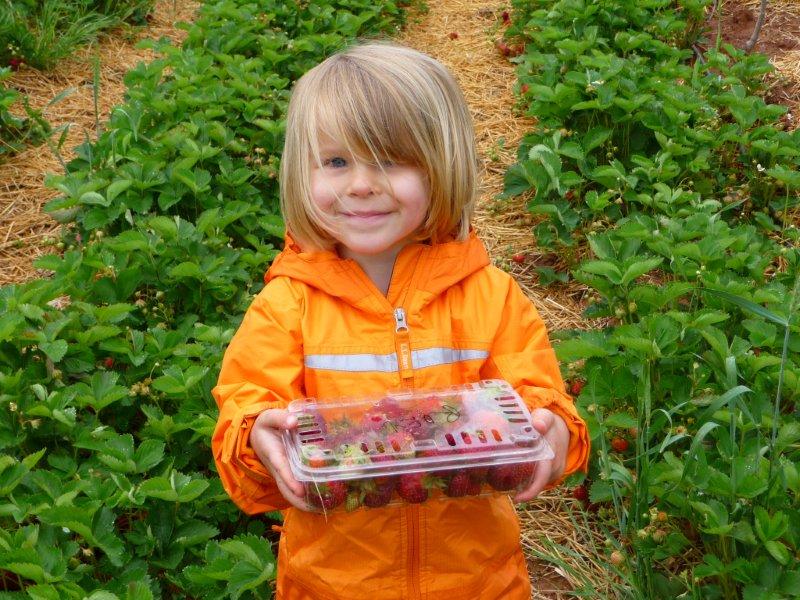 strawberry container